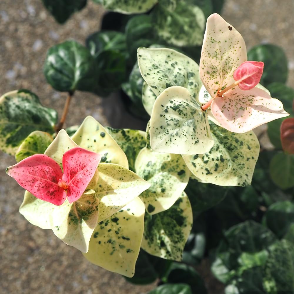 ハツユキカズラ　盆栽　樹齢60年 Yahoo!オークション - ハツユキカズラ(希少）ミニ盆栽 10